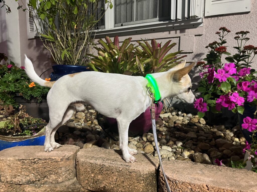 LED dog collar